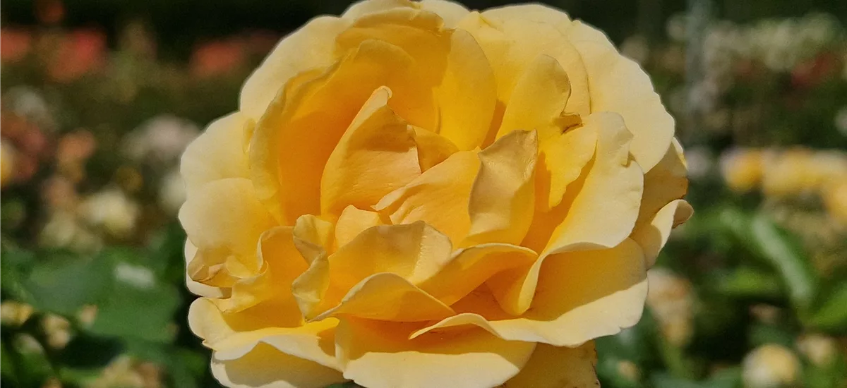 Rosa 'Spotlight' ® 4,5 Liter Topf