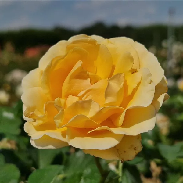 Rosa 'Spotlight' ®