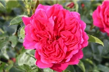 Rosa 'Soul' ® 5 Liter Topf