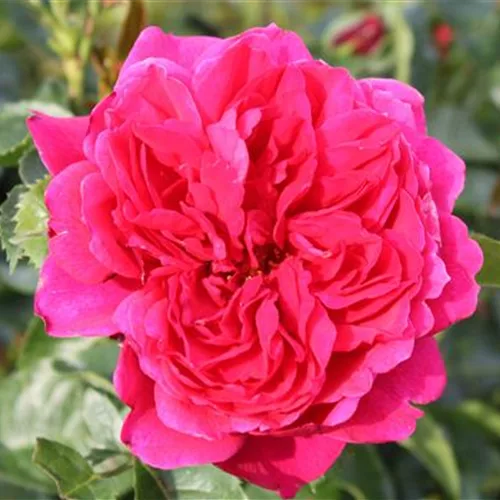 Rosa 'Soul' ®