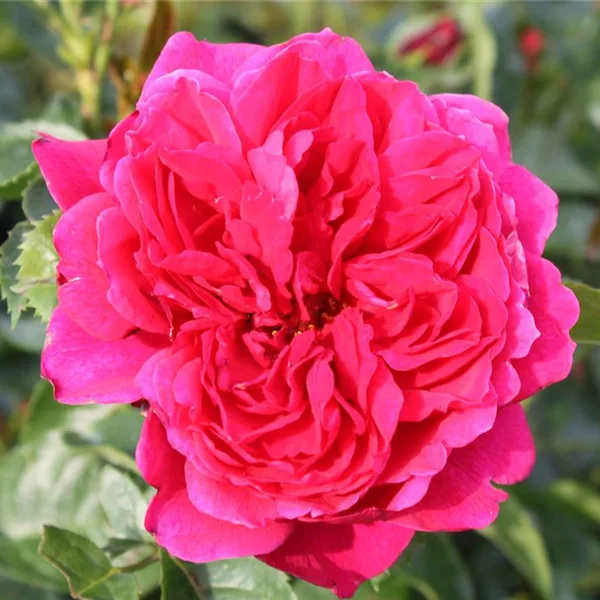 Rosa 'Soul' ®