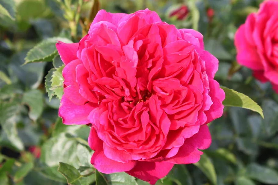 Rosa 'Soul' ® 5 Liter Topf