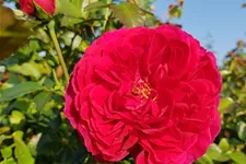 Rosa 'Soul' ® 5 Liter Topf