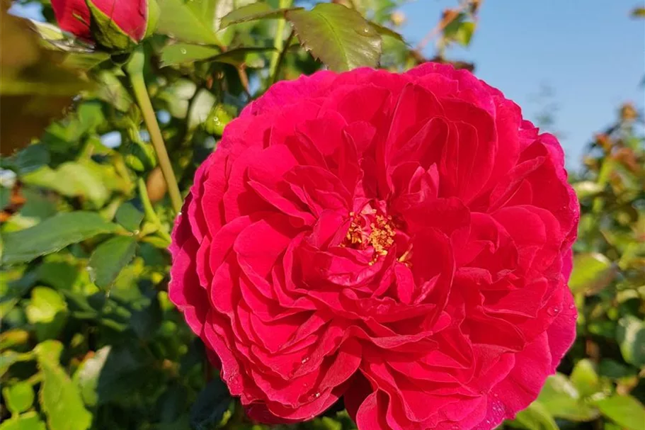 Rosa 'Soul' ® 5 Liter Topf