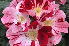 Rosa 'Simsalabim' ® 4,5 Liter Topf