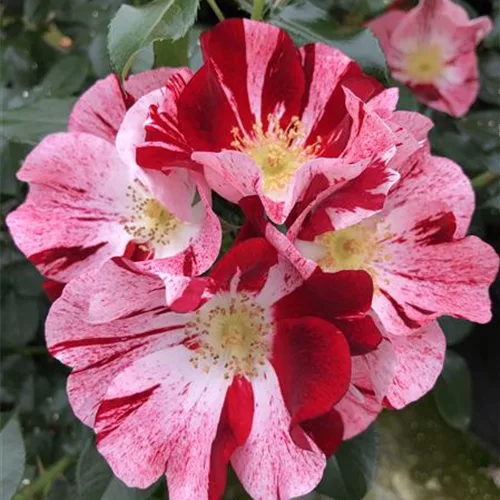 Rosa 'Simsalabim' ®