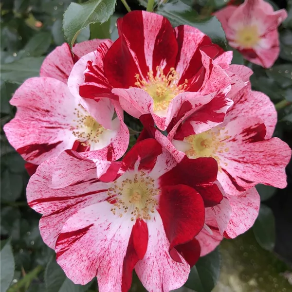 Rosa 'Simsalabim' ®