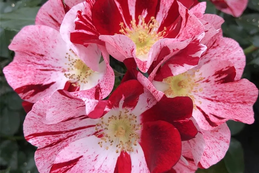 Rosa 'Simsalabim' ® 4,5 Liter Topf