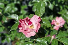Rosa 'Simsalabim' ® 4,5 Liter Topf