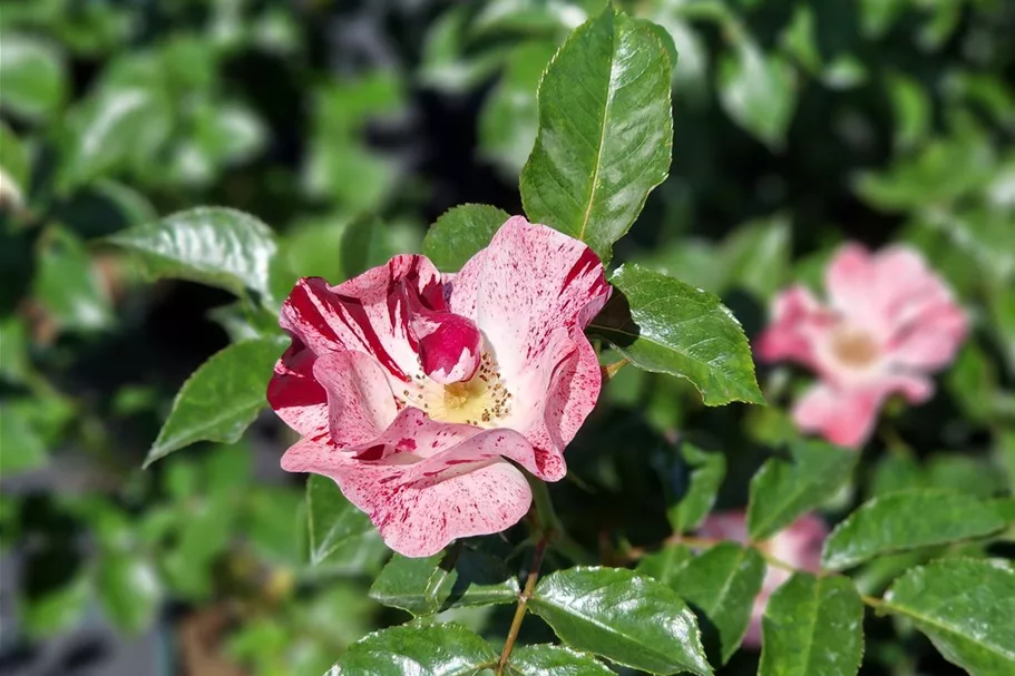 Rosa 'Simsalabim' ® 4,5 Liter Topf