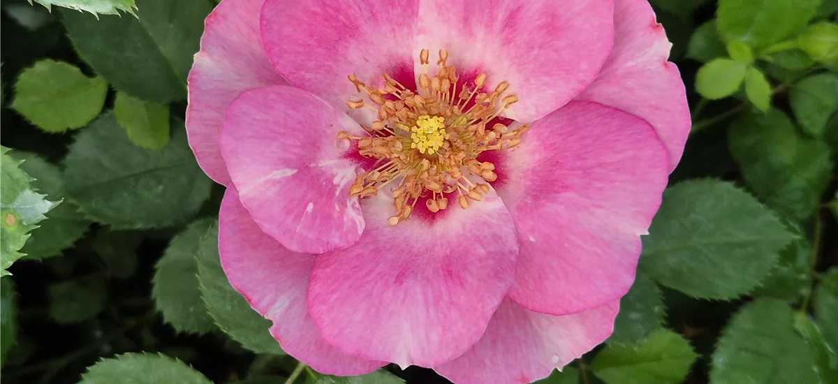Rosa 'SEE YOU in rosé' ® 4,5 Liter Topf