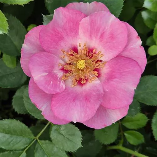 Rosa 'SEE YOU in rosé' ®