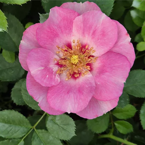 Rosa 'SEE YOU in rosé' ®