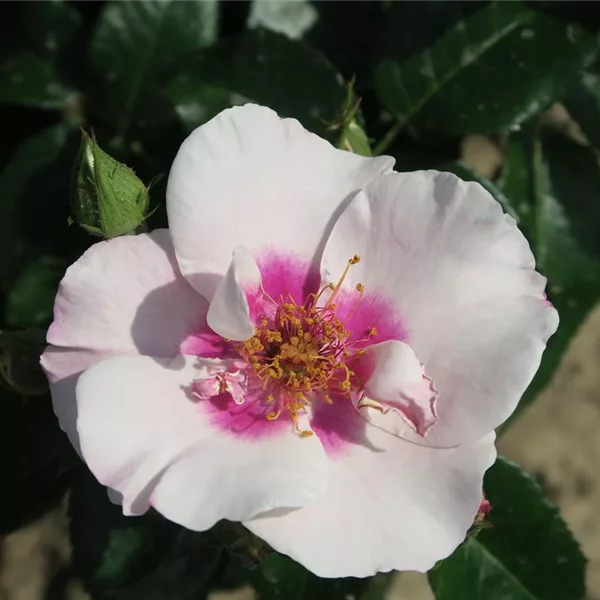 Rosa 'SEE YOU in red' ®