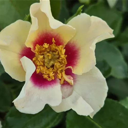 Rosa 'SEE YOU in purple' ®