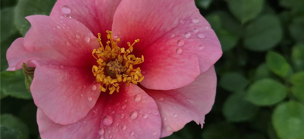 Rosa 'SEE YOU in Pink' ® 4 Liter Topf