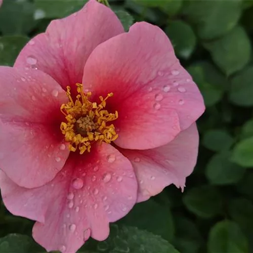 Rosa 'SEE YOU in Pink' ®