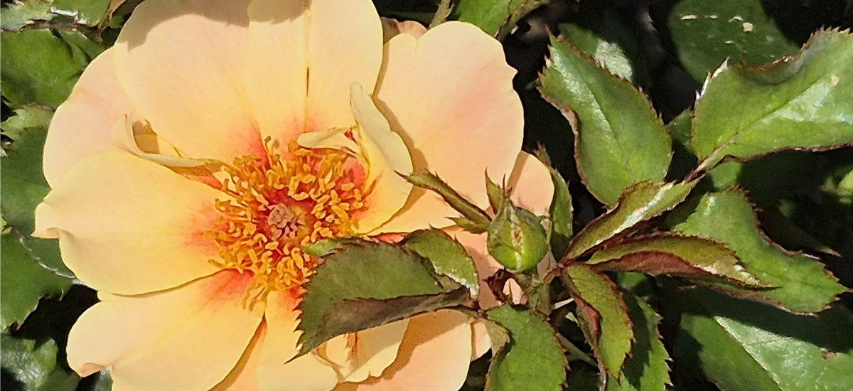 Rosa 'SEE YOU in apricot' ® 4 Liter Topf