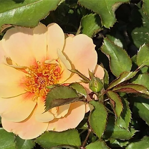 Rosa 'SEE YOU in apricot' ®