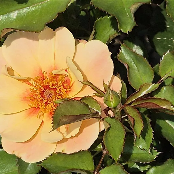 Rosa 'SEE YOU in apricot' ®