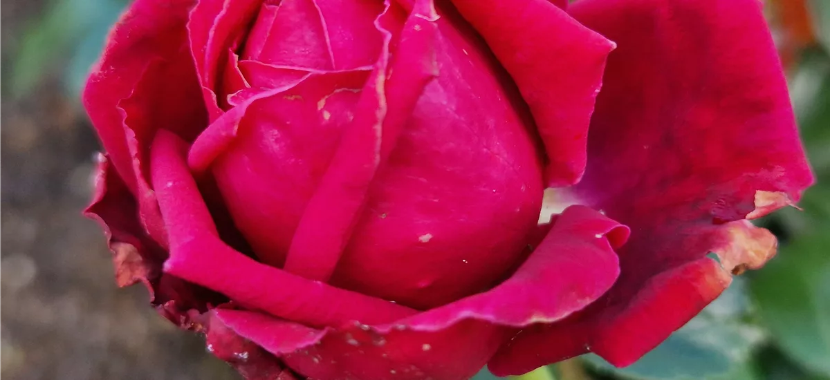 Rosa 'Ruby Kiss'® 4,5 Liter Topf