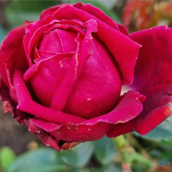 Rosa 'Ruby Kiss'®
