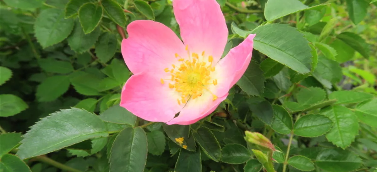 Rosa rubiginosa 4 Liter Topf
