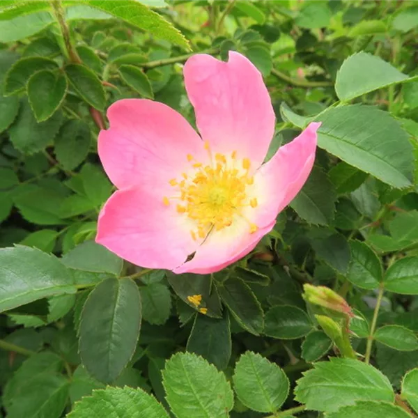Rosa rubiginosa