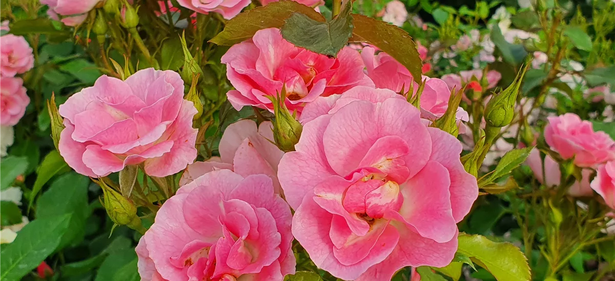 Rosa 'Roselina' ® 4 Liter Topf