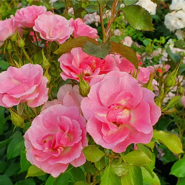 Rosa 'Roselina' ®