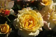 Rosa 'Rose der Hoffnung' ® 4 Liter Topf