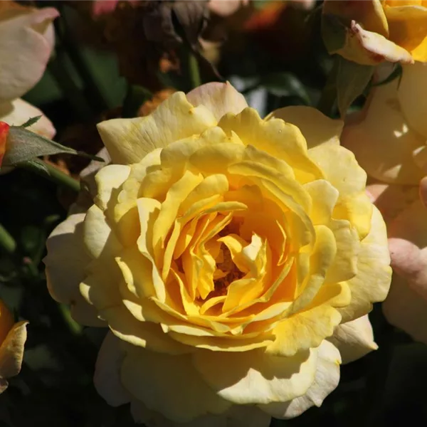 Rosa 'Rose der Hoffnung' ®