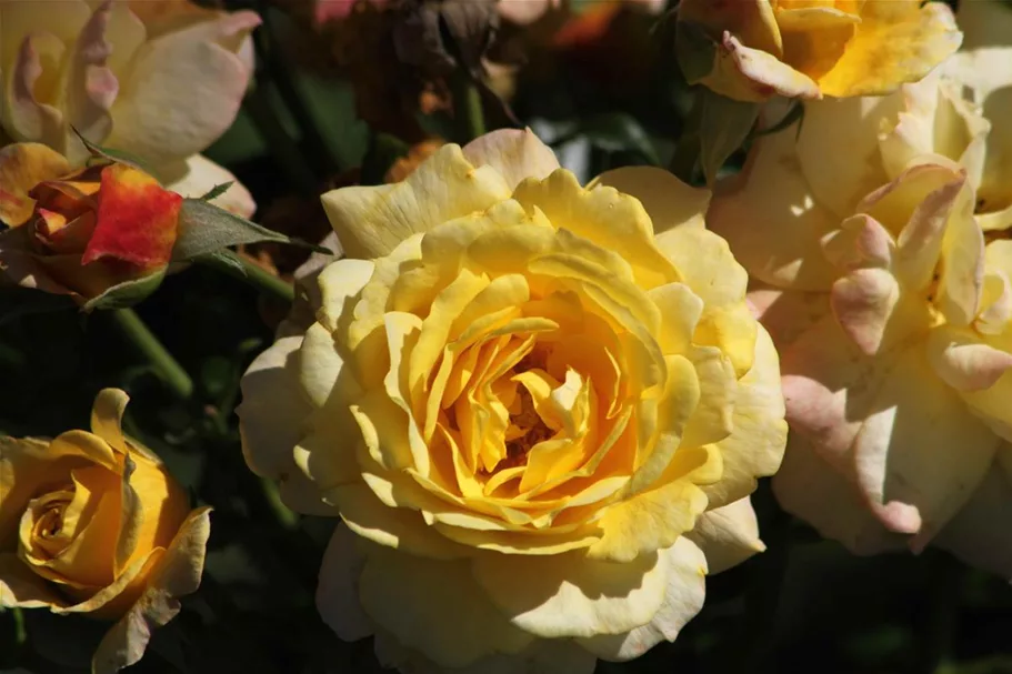 Rosa 'Rose der Hoffnung' ® 4 Liter Topf