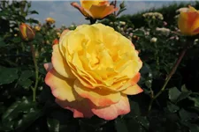 Rosa 'Rose der Hoffnung' ® 4 Liter Topf