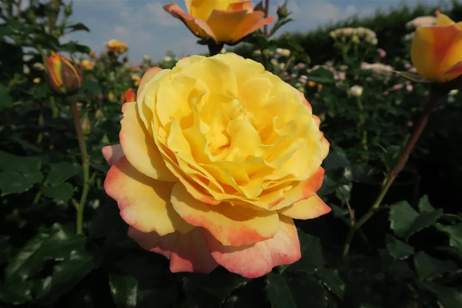 Rosa 'Rose der Hoffnung' ® 4 Liter Topf