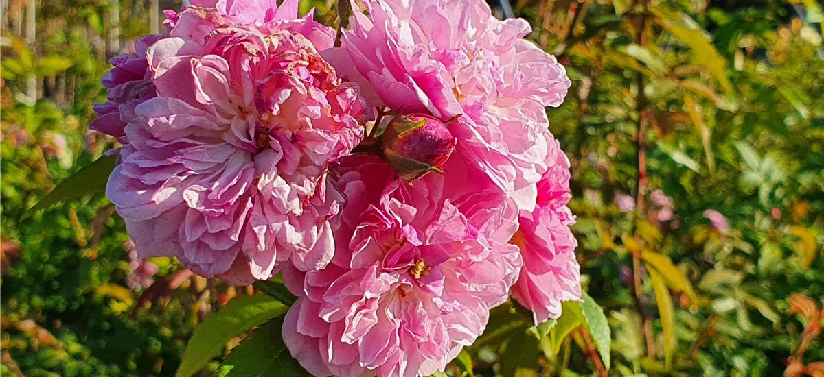 Rosa 'Romantic Siluetta'® 5 Liter Topf 
