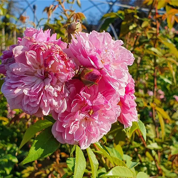 Rosa 'Romantic Siluetta'®