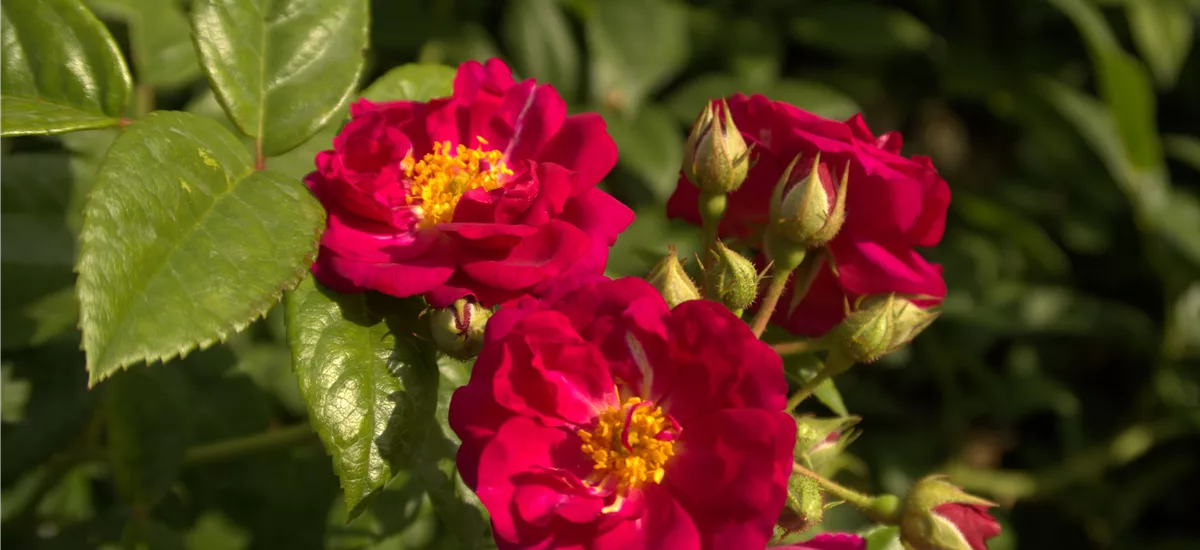Rosa 'Purple Siluetta' ® 5 Liter Topf