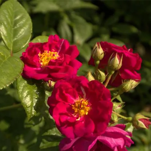 Rosa 'Purple Siluetta' ®