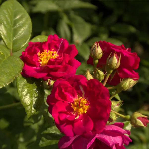 Rosa 'Purple Siluetta' ®
