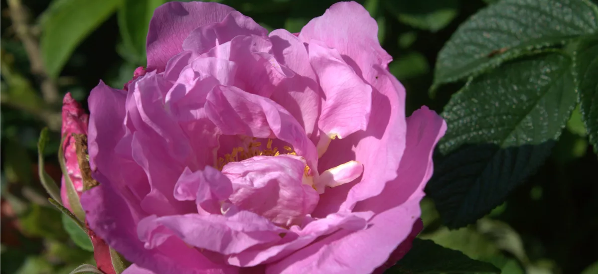 Rosa 'Pink Roadrunner' ® 2 Liter Topf