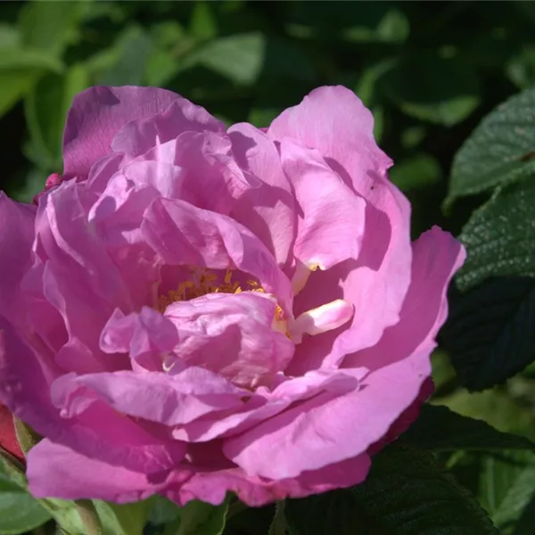 Rosa 'Pink Roadrunner' ®
