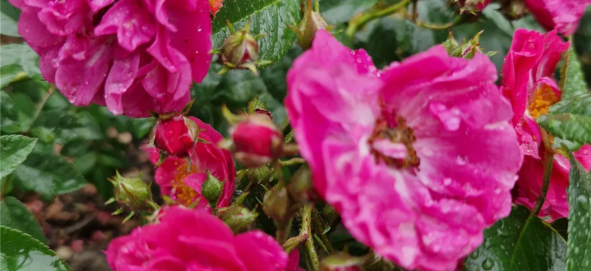 Rosa 'Perfumy Siluetta'® 5 Liter Topf, gestäbt 