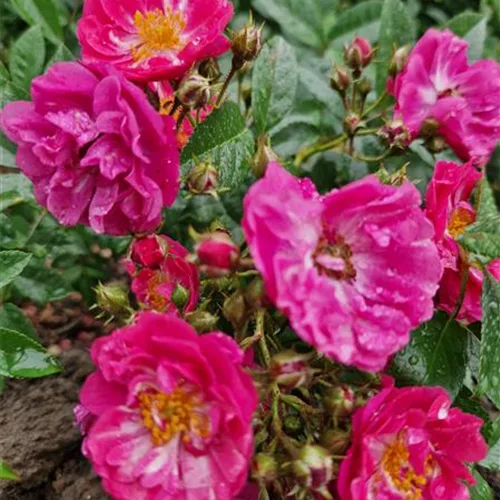 Rosa 'Perfumy Siluetta'®