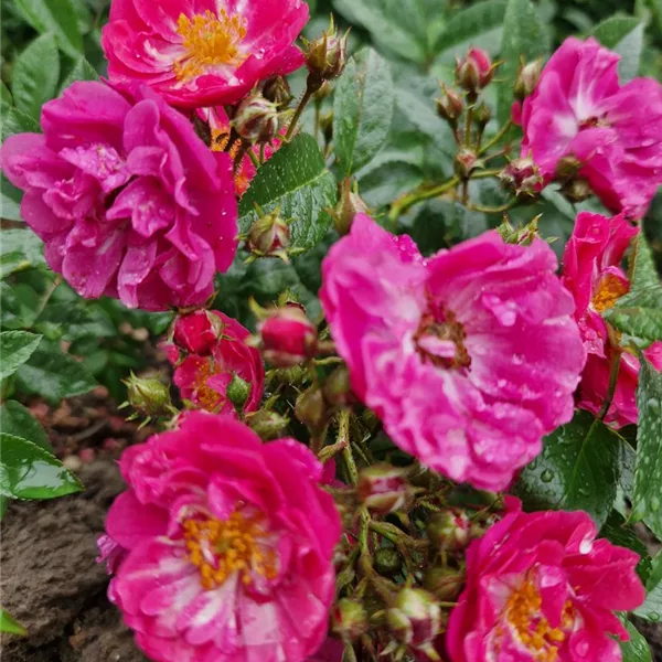 Rosa 'Perfumy Siluetta'®