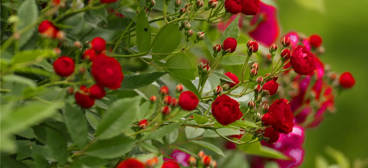 Rosa 'Perennial Domino' ® 5 Liter Topf