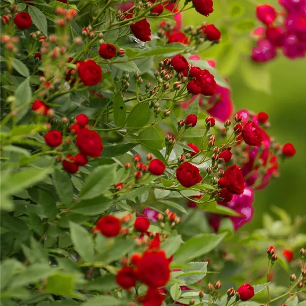 Rosa 'Perennial Domino' ®