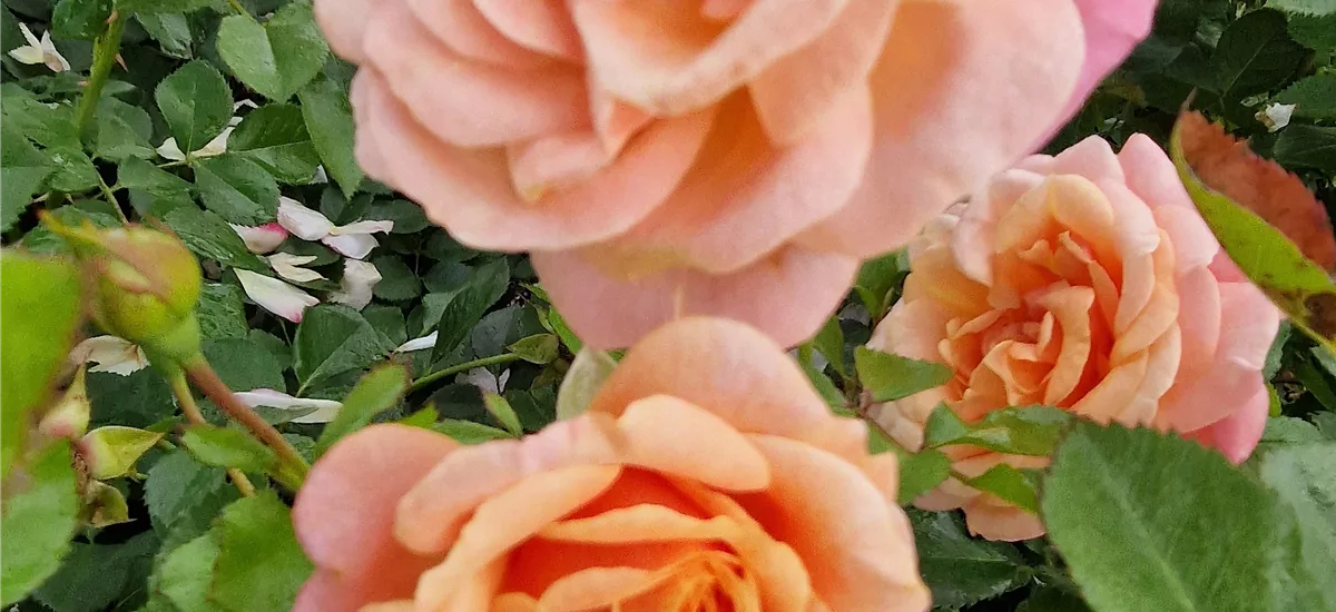 Rosa 'Peach Melba'® 5 Liter Topf, gestäbt 