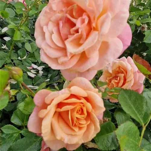 Rosa 'Peach Melba'®