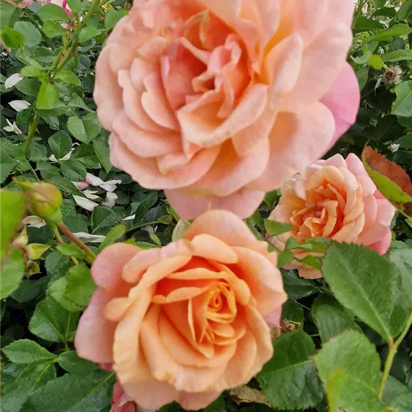 Rosa 'Peach Melba'®